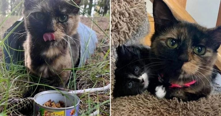 Gatita sin casa se acercó a una familia
