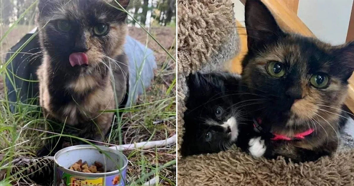 Gatita sin casa se acercó a una familia