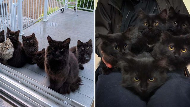 Gatita sin hogar lleva a sus gatitos a una familia que fue amable con ella y les cambia la vida