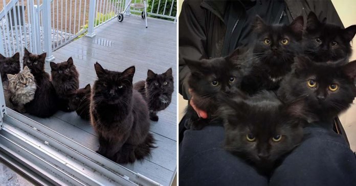 Gatita sin hogar lleva a sus gatitos a una familia que fue amable con ella y les cambia la vida