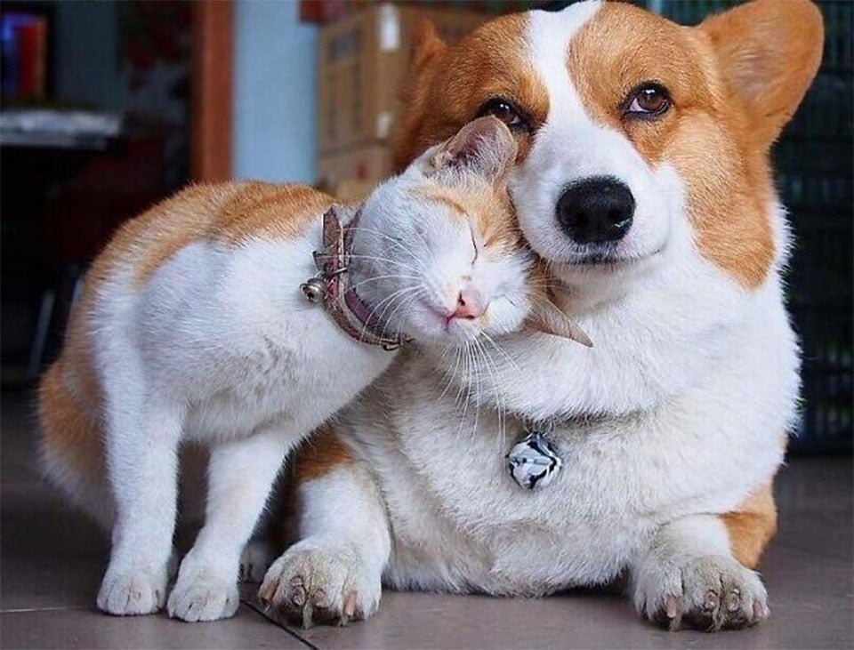 Gatito y corgi