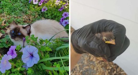 Gato no deja de maullar hasta que papá se dé cuenta del pajarito herido que encontró