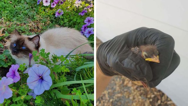 Gato no deja de maullar hasta que papá se dé cuenta del pajarito herido que encontró