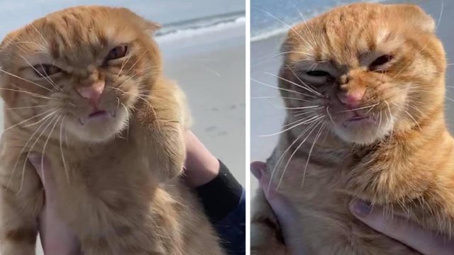 Gato va a la playa por primera vez y tiene opiniones muy fuertes al respecto