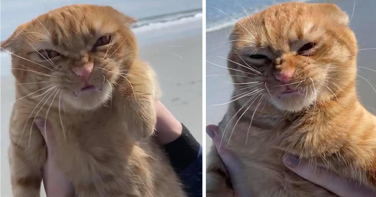 Gato va a la playa por primera vez y tiene opiniones muy fuertes al respecto