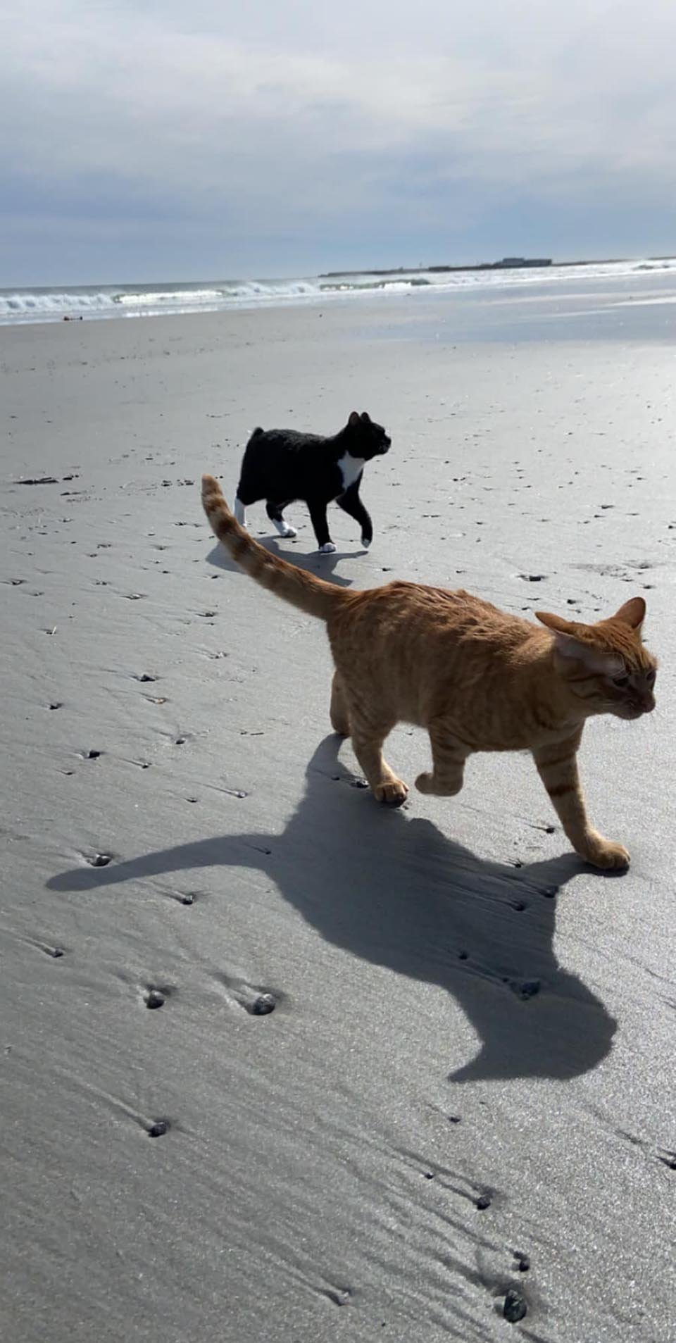 Gatos caminando en la arena