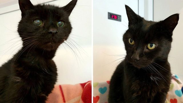 Hermanos felinos 21 años encuentran hogar