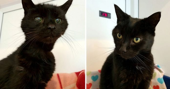 Hermanos felinos 21 años encuentran hogar