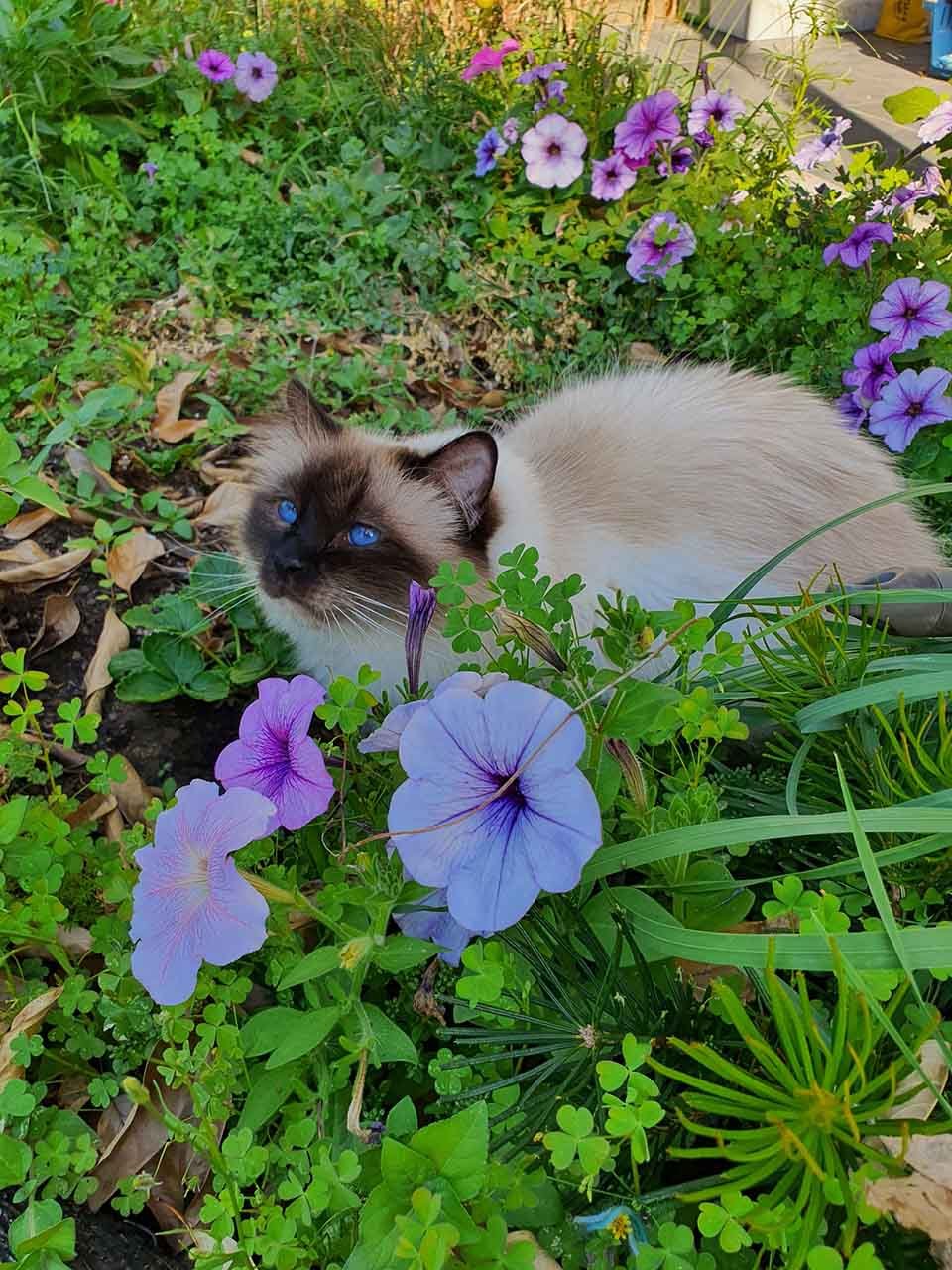 Hermoso gato en el jardín