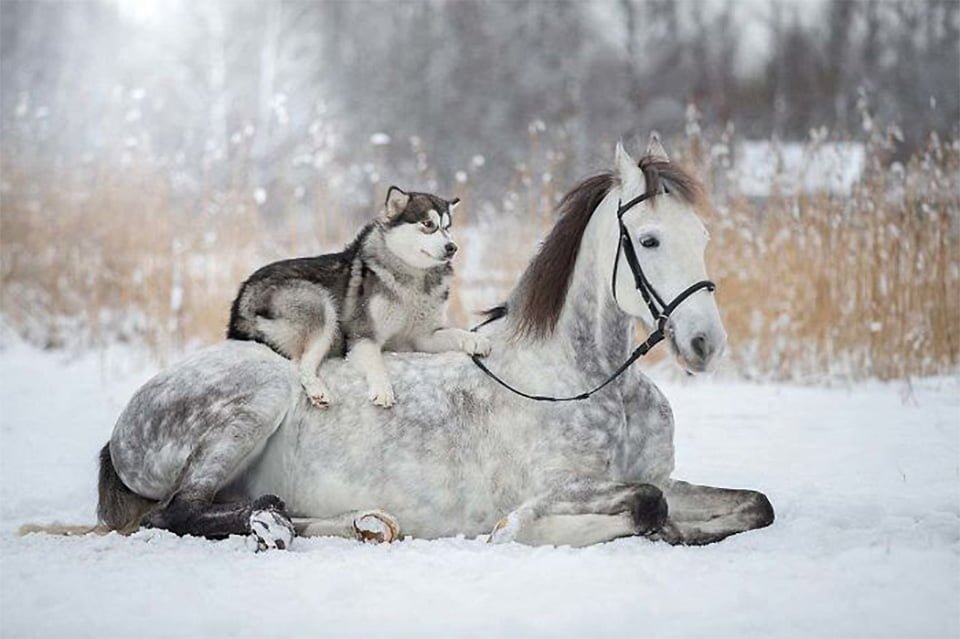 Lobo siberiano y caballo
