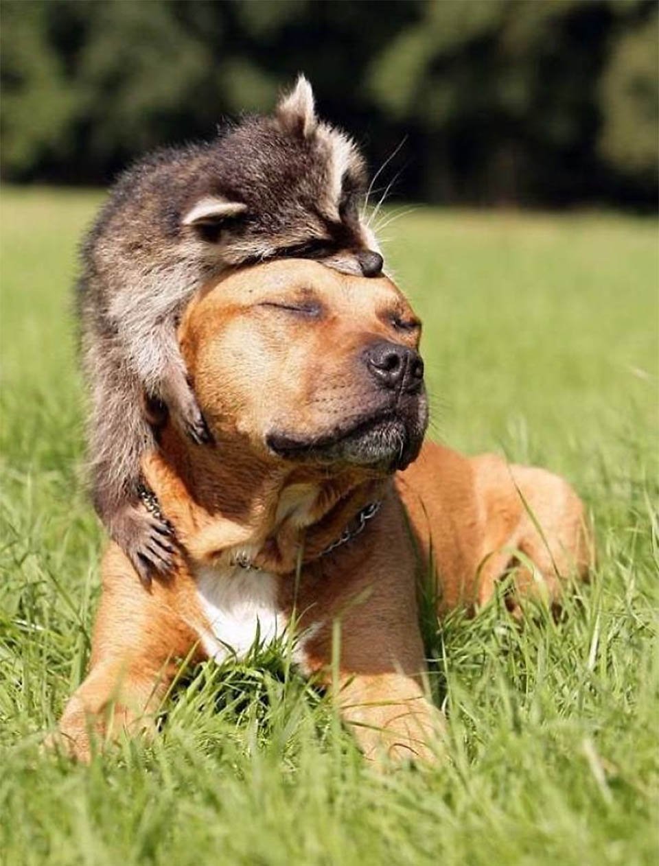 Mapache y perrito