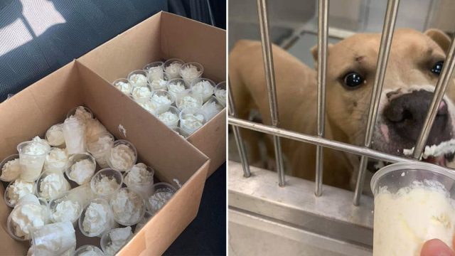 Mujer comparte imágenes de perros del refugio comiendo Puppuccinos