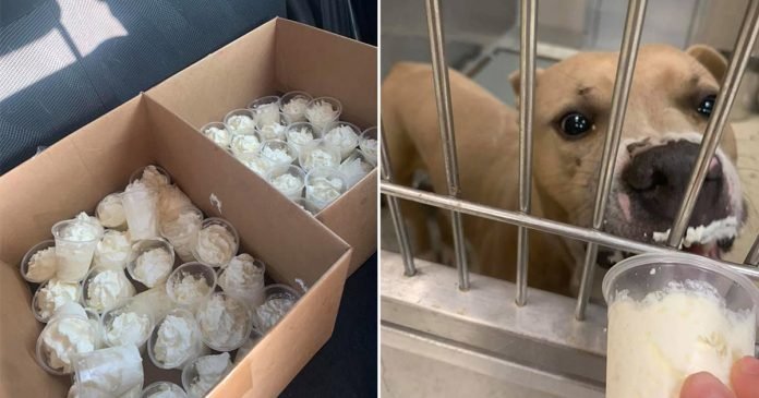 Mujer comparte imágenes de perros del refugio comiendo Puppuccinos