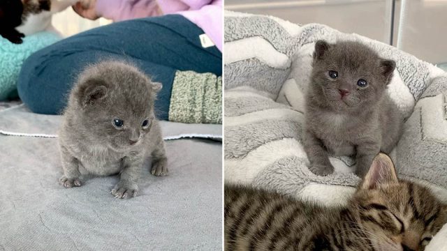 Mujer llega al refugio por 3 gatitos