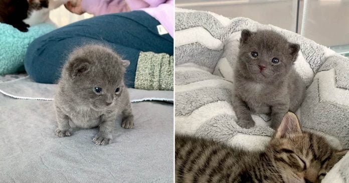 Mujer llega al refugio por 3 gatitos