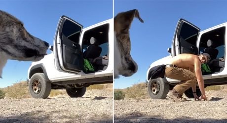 Perro rescatado no se subía a la camioneta hasta que su padre le mostrara cómo