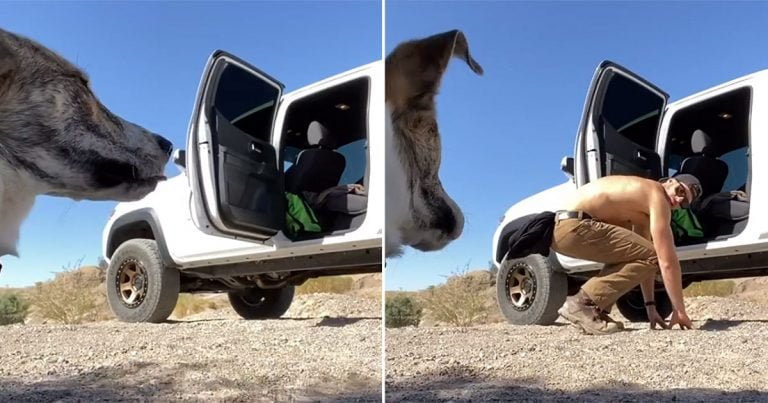 Perro rescatado no se subía a la camioneta hasta que su padre le mostrara cómo