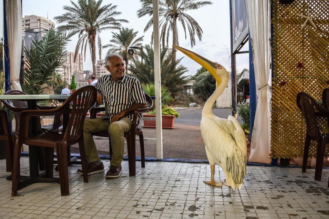 Pelicano agradecido visita un café