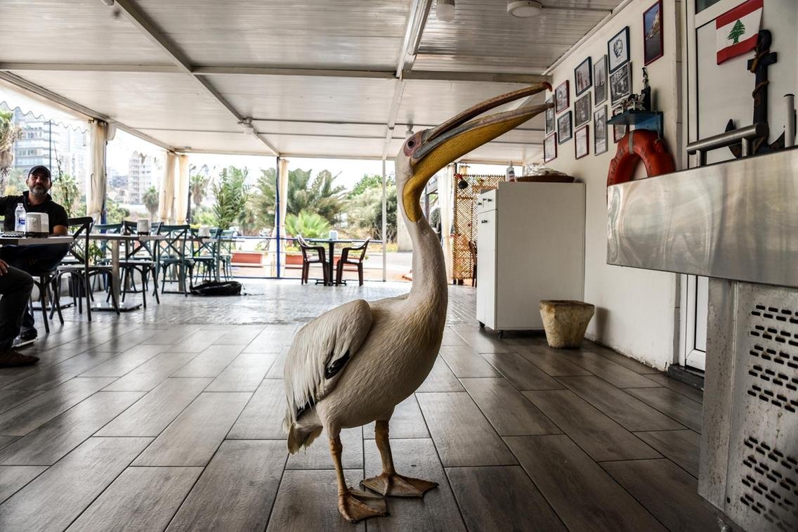 Pelicano agradecido en un café