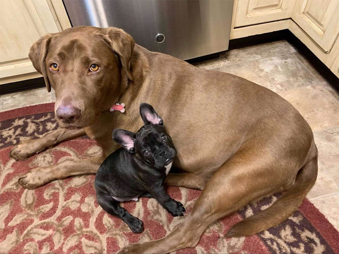 Perrita con su hermano