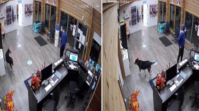 Perrita inteligente madruga para llegar por sí misma a la guardería