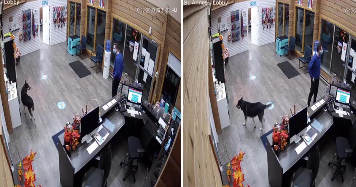 Perrita inteligente madruga para llegar por sí misma a la guardería