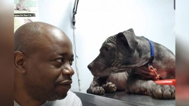 Perrito calvo da mirada dulce a rescatador