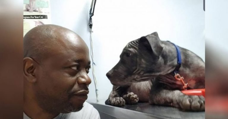 Perrito calvo da mirada dulce a rescatador