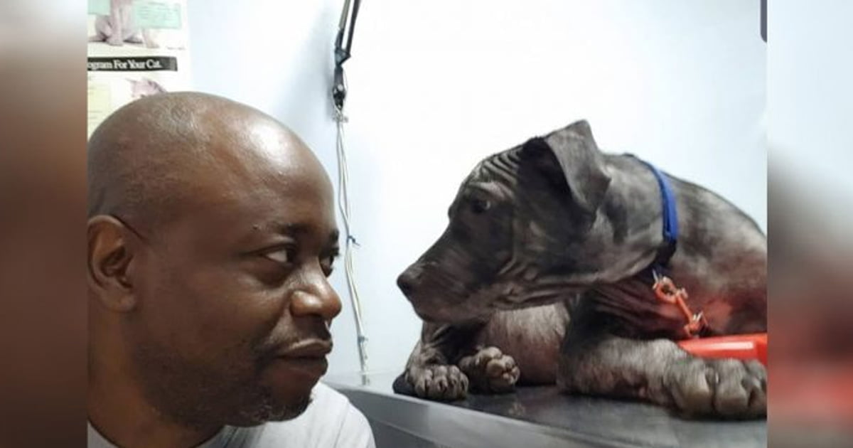 Perrito calvo da mirada dulce a rescatador