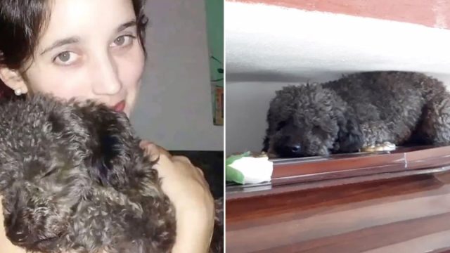 Perrito no olvida a su mamá