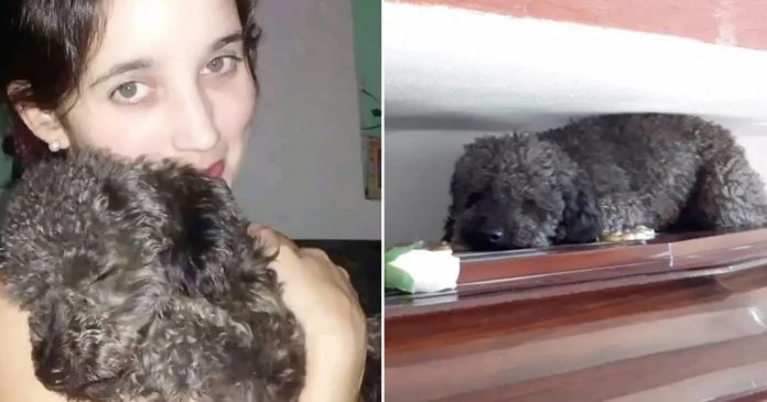 Perrito no olvida a su mamá