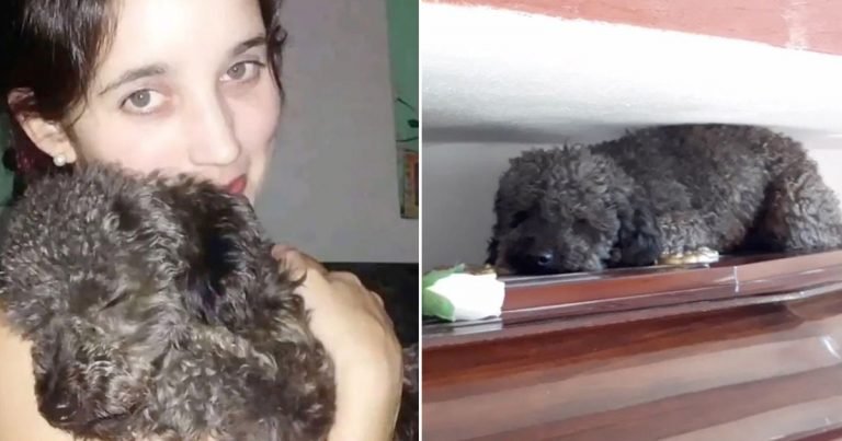 Perrito no olvida a su mamá