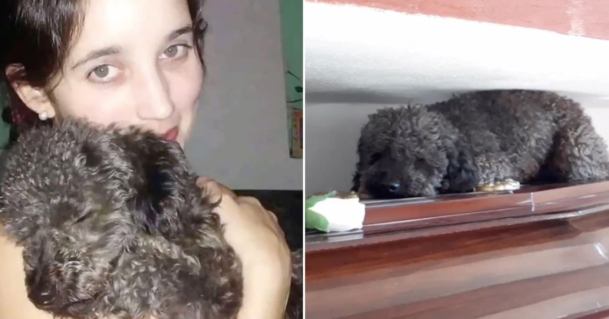Perrito no olvida a su mamá
