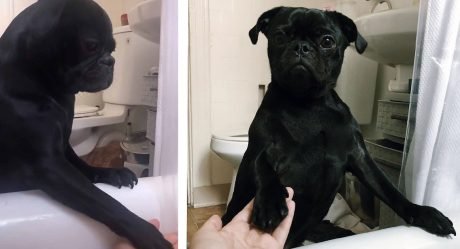 Perrito que odia los baños consuela a su mamá cuando es su turno