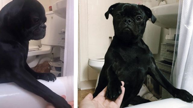 Perrito que odia los baños consuela a su mamá cuando es su turno