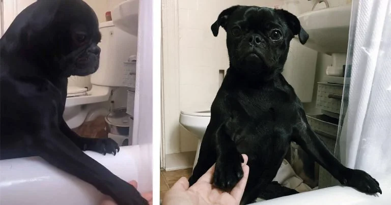 Perrito que odia los baños consuela a su mamá cuando es su turno