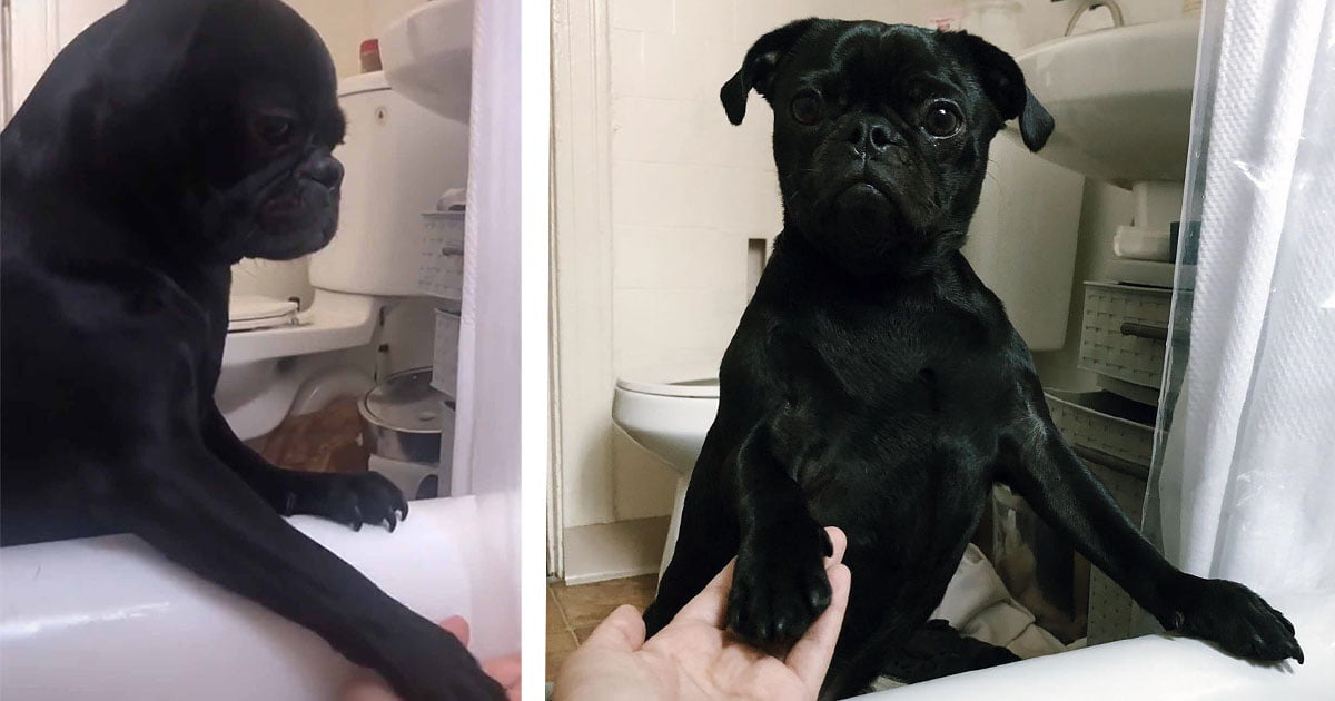 Perrito que odia los baños consuela a su mamá cuando es su turno