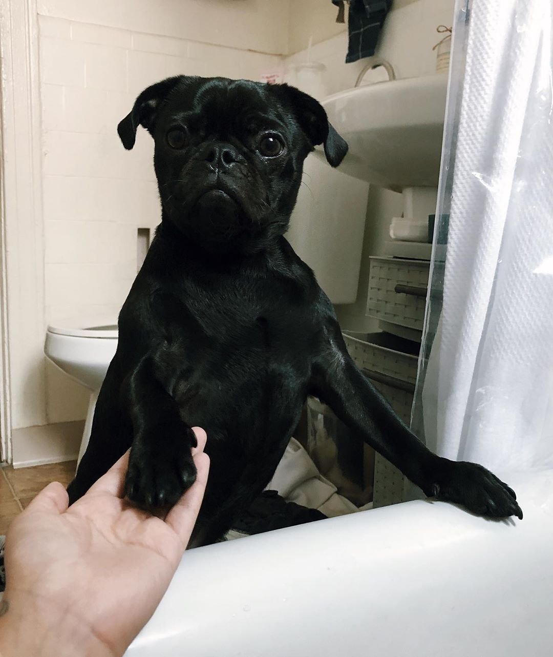 Perrito que odia los baños