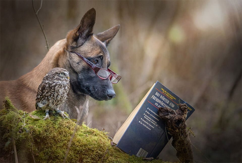 Perrito y Búho