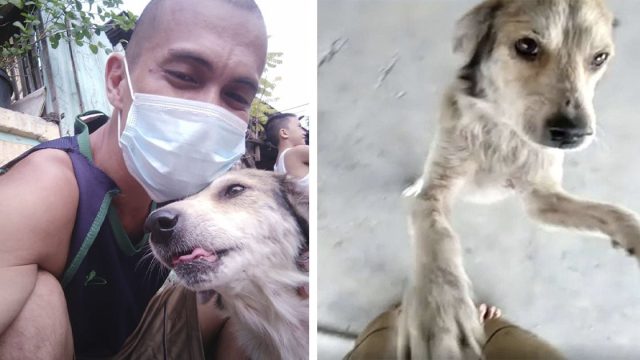 Perro desaparecido durante meses llora cuando papá lo encuentra