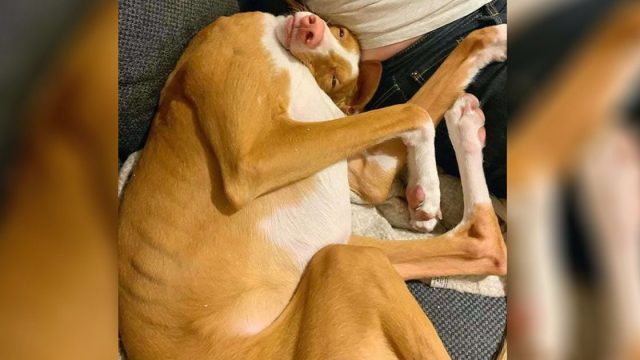 Perro duerme con las poses más extrañas en honor a Halloween