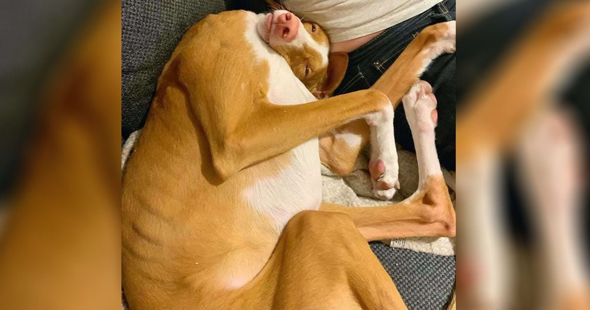 Perro duerme con las poses más extrañas en honor a Halloween