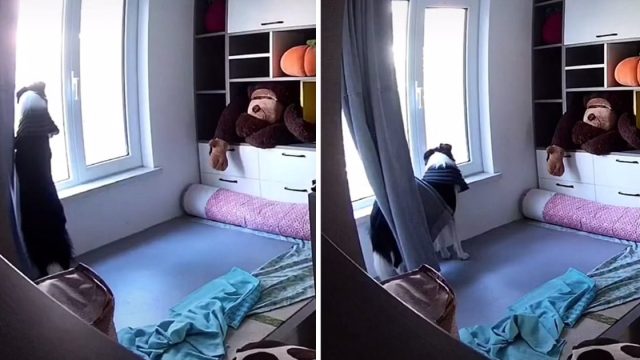 Perro espera a mamá 10 horas ventana