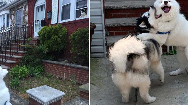 Perro exige visitar la casa de su mejor amigo en cada paseo