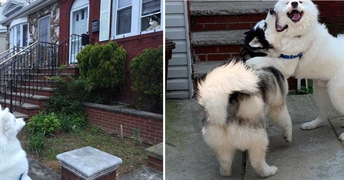 Perro exige visitar la casa de su mejor amigo en cada paseo