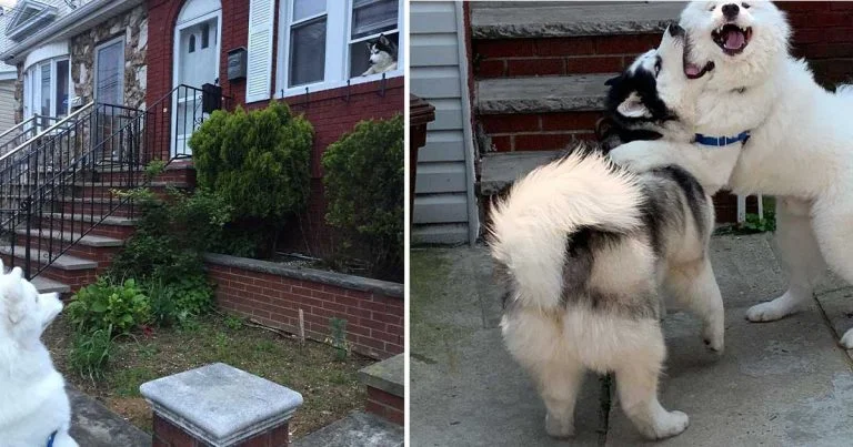 Perro exige visitar la casa de su mejor amigo en cada paseo