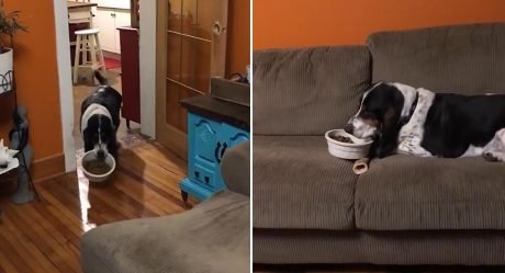 Este perro lleva su cuenco de comida al sofá para poder comer cómodamente