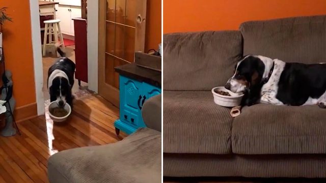 Perro lleva su cuenco de comida al sofá para comer cómodamente