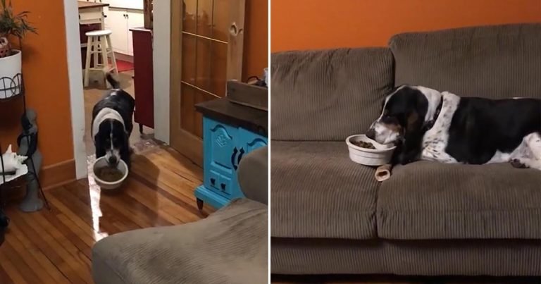 Perro lleva su cuenco de comida al sofá para comer cómodamente