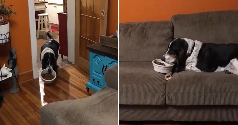 Perro lleva su cuenco de comida al sofá para comer cómodamente